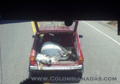 transporte vacuno
