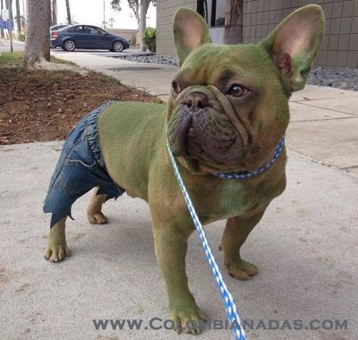 dog Hulk
