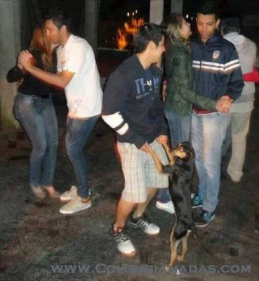 El baile del perrito
