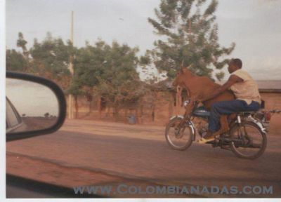 Vaca con pase
