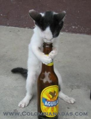 Gato borrachin
