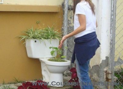 Sanitario ornamental
