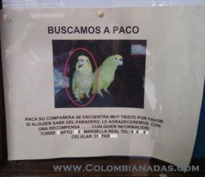 Pericos
