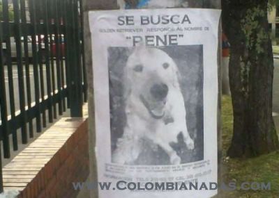 Busca perrito
