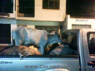 colombianada yumbeña
