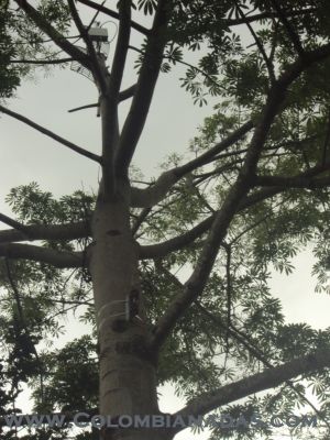 Keywords: antena.repetidora