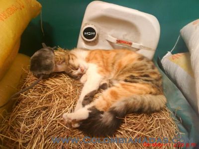 ESTE GATO ESTA EN PARO
