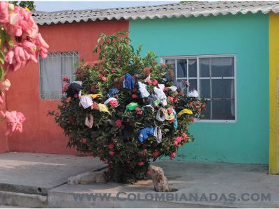 PRIMAVERA DE INTERIORES EN CARTAGENA
la planta en su maximo esplendor
Keywords: flores cartagena